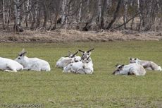 Rentier (7 von 8).jpg